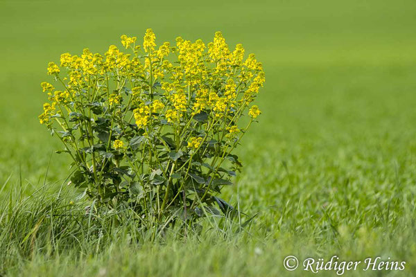 Barbarea vulgaris (Barbarakraut), 10.5.2023