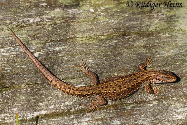 Zootoca vivipara (Waldeidechse)