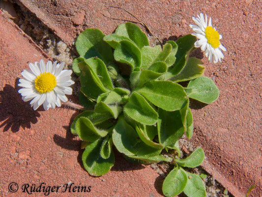 Bellis perennis (Gänseblümchen)