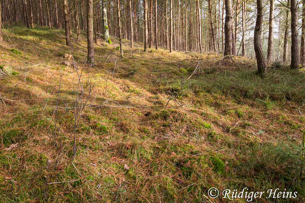 Kiefernwald als Überwinterungshabitat. Die Winterlibellen befinden sich an den Faulbaumtrieben im Vordergrund, 22.1.2025 - Weitwinkelzoom 16-35mm f/4