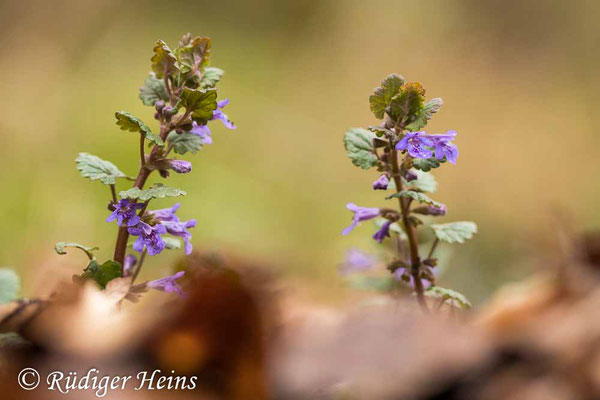 Glechoma hederacea (Gundermann), 3.5.2021