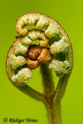 Pteridium aquilinum (Adlerfarn), 21.5.2011