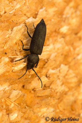 Spondylis buprestoides (Waldbock), 20.5.2019