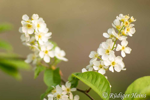 Prunus padus (Gewöhnliche Traubenkirsche)