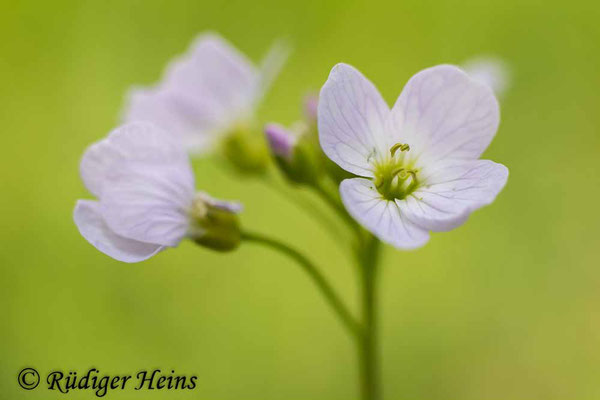 Cardamine pratensis (Wiesen-Schaumkraut), 3.5.2025