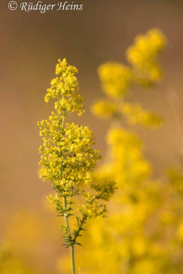 Galium verum (Echtes Labkraut), 14.7.2020