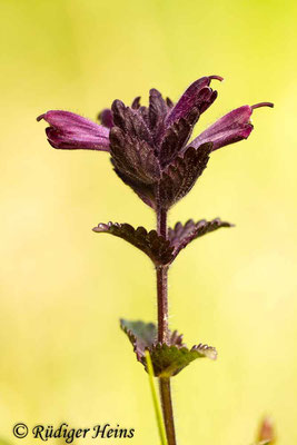 Bartsia alpina (Alpenhelm), 5.6.2014