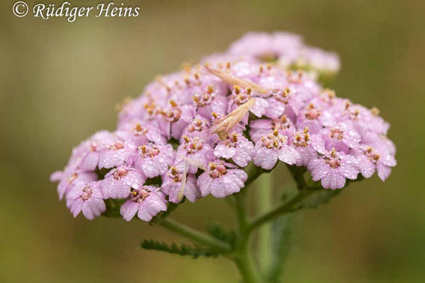 Achillea millefolium (Gemeine Schafgarbe)