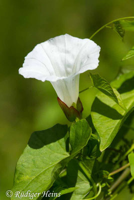 Calystegia sepium (Echte Zaunwinde), 15.7.2018