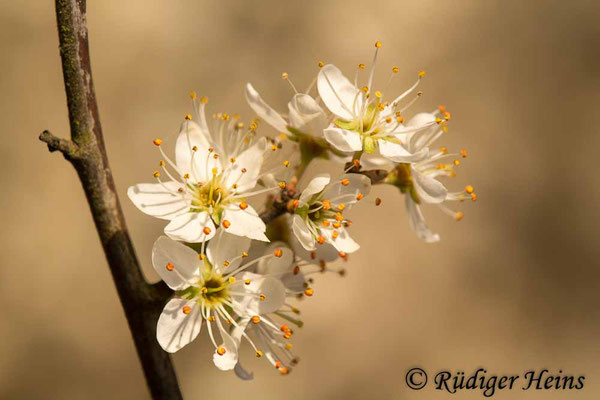 Prunus spinosa (Schlehe oder Schwarzdorn), 4.4.2020