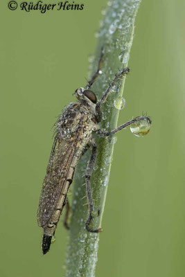 Philonicus albiceps (Sand-Raubfliege) Weibchen, 14.7.2023