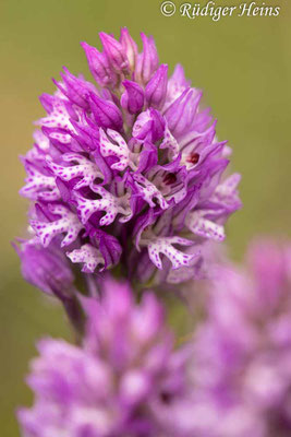 Neotinea tridentata (Dreizähniges Knabenkraut), 29.4.2024