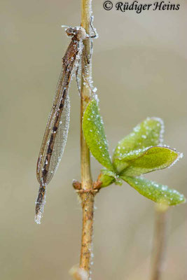 Weibchen der Gemeinen Winterlibelle mit wenigen Raureifkristallen, 18.1.2025 - Makroobjektiv 180mm f/3.5