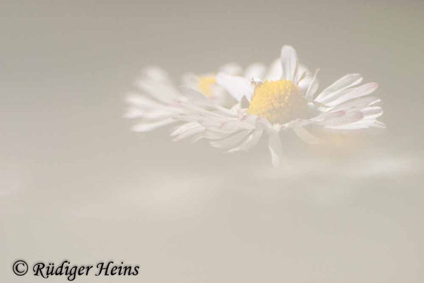 Bellis perennis (Gänseblümchen)