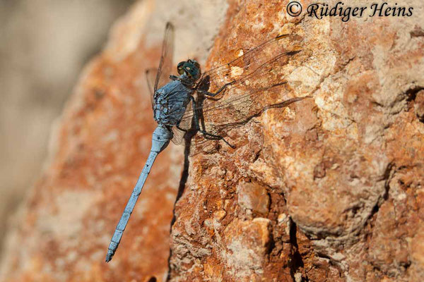 Orthetrum chrysostigma (Rahmstreif-Blaupfeil) Männchen, 26.10.2007