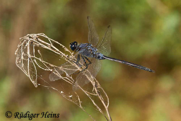 Orthetrum trinacria (Langer Blaupfeil) Männchen, 24.6.2018