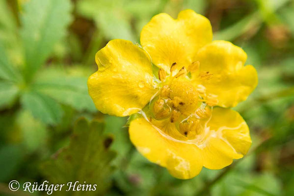 Potentilla reptans (Kriechendes Fingerkraut)