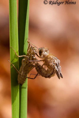 Cordulia aenea (Falkenlibelle) Schlupf, 2.5.2010