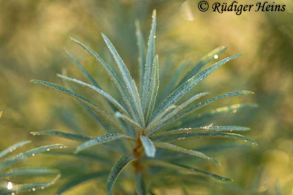 Hippophae rhamnoides (Sanddorn), 31.8.2022