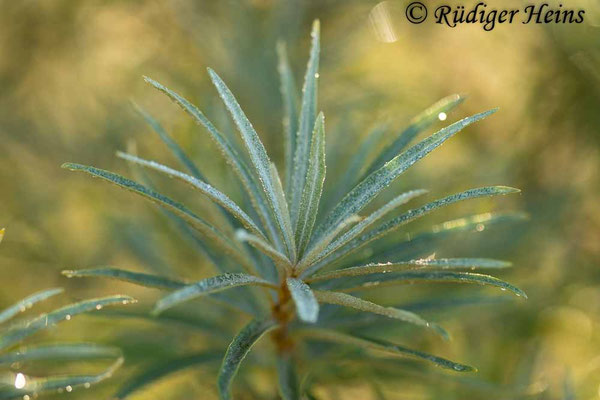 Hippophae rhamnoides (Sanddorn)