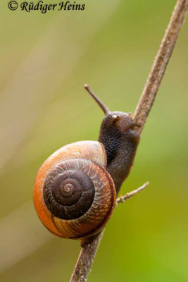 Cepaea nemoralis (Hain-Bänderschnecke), 26.4.2009