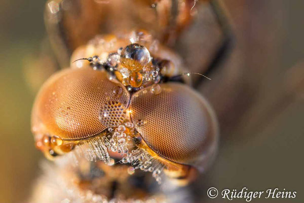 Sympetrum vulgatum (Gemeine Heidelibelle) Weibchen Portrait, 20.8.2020