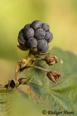 Rubus caesius (Kratzbeere)