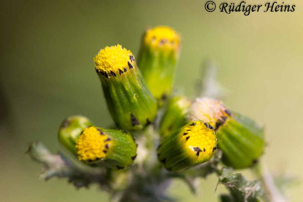 Senecio vulgaris (Gewöhnliches Greiskraut), 20.4.2019