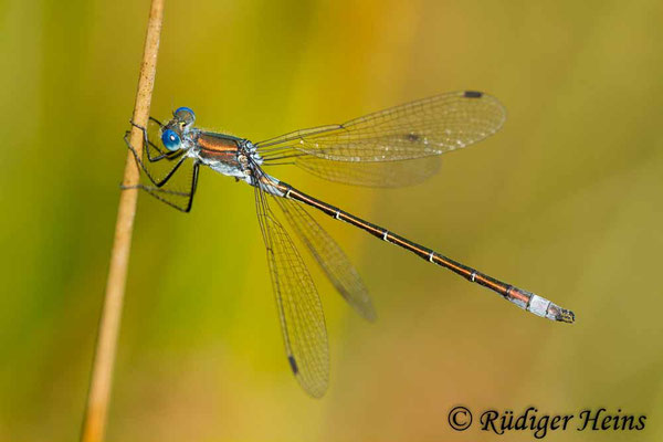 Lestes dryas (Glänzende Binsenjungfer) Männchen, 23.7.2012