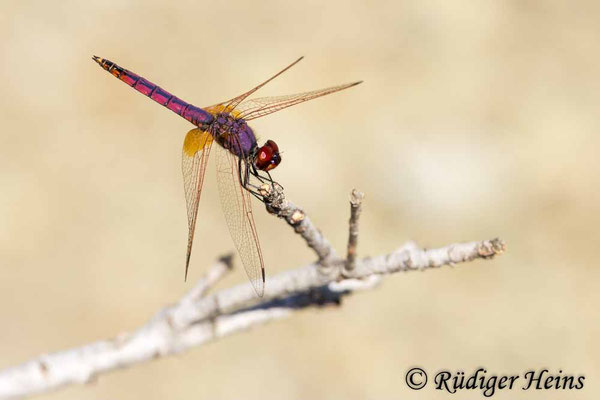 Trithemis annulata (Violetter Sonnenzeiger) Männchen