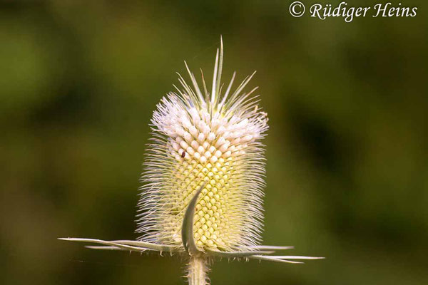 Dipsacus laciniatus (Schlitzblatt-Karde), 25.7.2007