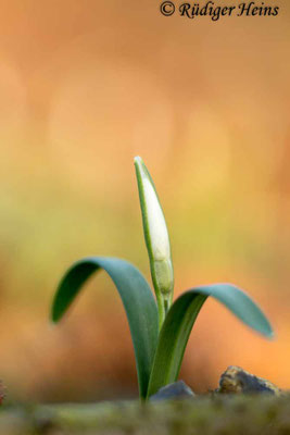 Galanthus nivalis (Schneeglöckchen)