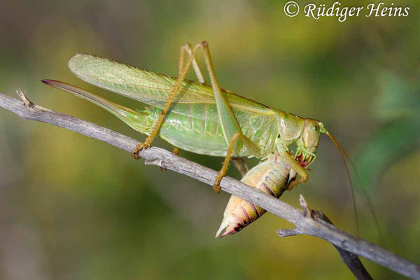 Tettigonia viridissima (Grünes Heupferd) Weibchen mit Beute, 13.5.2015