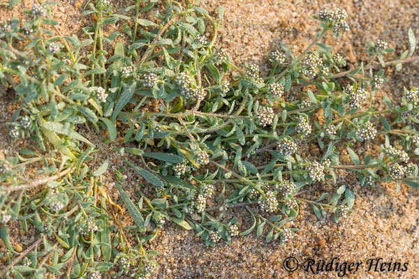 Corrigiola litoralis, Gemeiner Hirschsprung