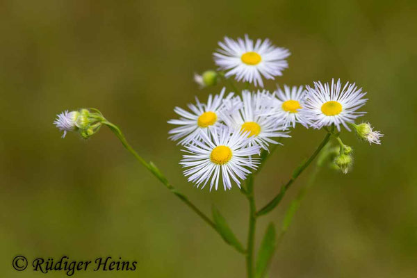 Erigeron annuus (Einjähriges Berufkraut), 22.6.2014
