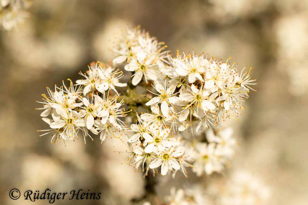 Prunus spinosa (Schlehe oder Schwarzdorn), 8.4.2020