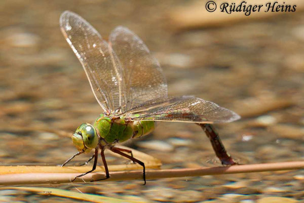 Anax imperator, Große Königslibelle, Weibchen bei Eiablage