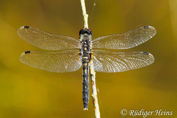 Leucorrhinia albifrons (Östliche Moosjungfer) Weibchen, 20.7.2018