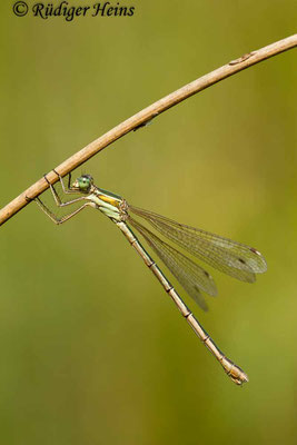 Lestes barbarus (Südliche Binsenjungfer) Weibchen, 27.8.2016