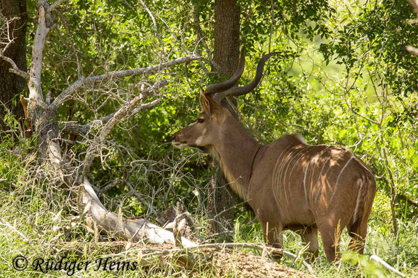 Strepsiceros zambesiensis (Sambesi-Großkudu), 23.1.2019