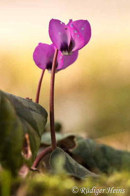 Cyclamen coum (Frühlings-Alpenveilchen), 9.3.2025