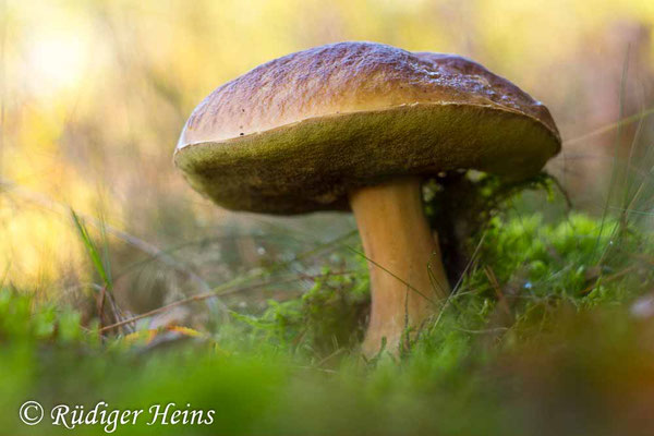 Boletus edulis (Steinpilz), 30.10.2019 