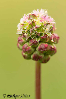 Sanguisorba minor (Kleiner Wiesenknopf)