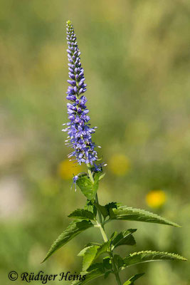 Veronica longifolia (Langblättriger Ehrenpreis), 19.7.2024