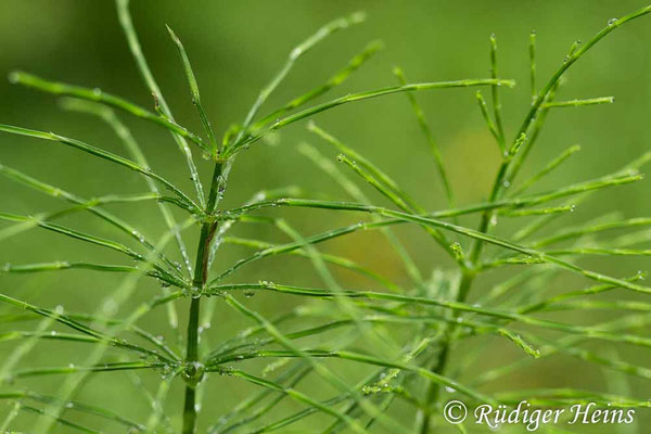 Equisetum sylvaticum (Wald-Schachtelhalm), 4.6.2020