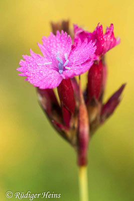 Dianthus carthusianorum (Kartäusernelke), 14.7.2020