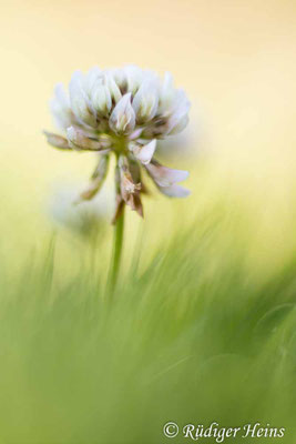 Trifolium repens (Weißklee)