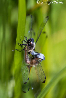 Libellula fulva, Spitzenfleck, Paarung