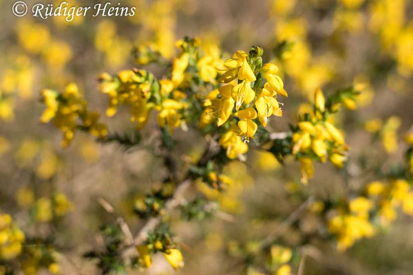 Genista anglica (Englischer Ginster)