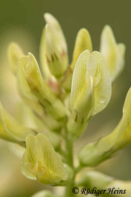 Astragalus glycyphyllos (Bärenschote)